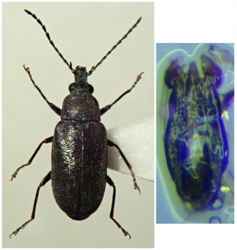 Réf. 284 613 : Mycterus curculioides
